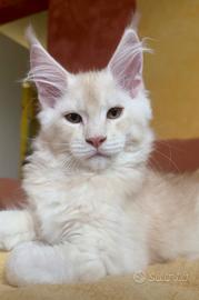 Cucciolo di maine coon red silver ticked