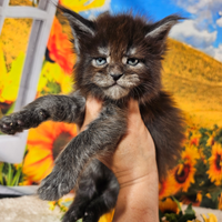Maine Coon Black Smoke LINEA TOP ESCLUSIVA