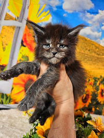 Maine Coon Black Smoke LINEA TOP ESCLUSIVA