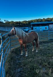 Haflinger