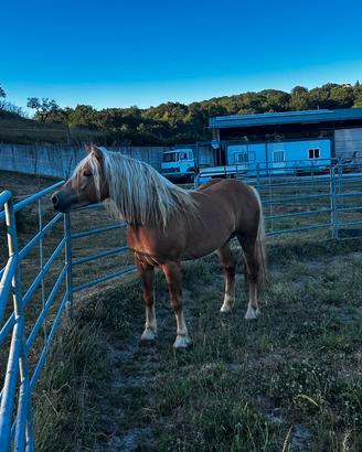 Haflinger