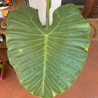 Pianta di Alocasia orecchie di elefante