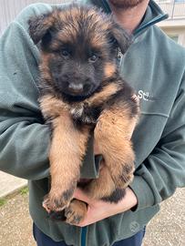 Pastore tedesco di razza