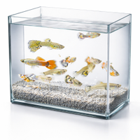 Guppy ,lebistes ,pesce milione ecc