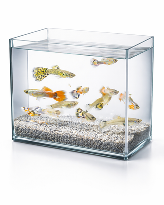 Guppy ,lebistes ,pesce milione ecc