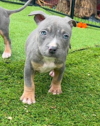 Pitbull ukc blue & blue fawn