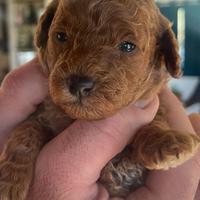 Cuccioli barboncino Red