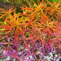 Piante acquatiche Ludwigia arcuata Blixia Japonica