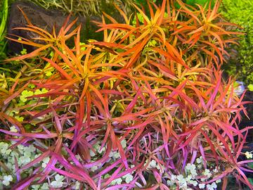 Piante acquatiche Ludwigia arcuata Blixia Japonica