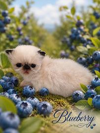 Persianо