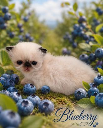 Persianо