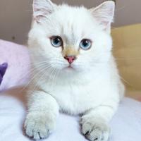 Gattina SCOTTISH BRITISH