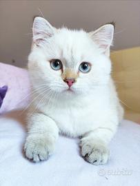 Gattina SCOTTISH BRITISH