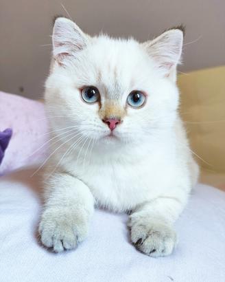 Gattina SCOTTISH BRITISH