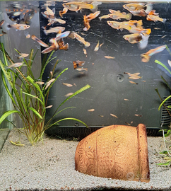 SPLENDIDI GUPPY per sovrallevamento