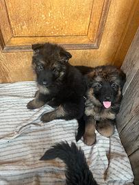 Cuccioli di pastore tedesco
