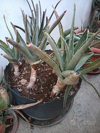 SOS aloe vera in  adozione 