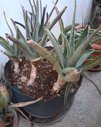 SOS aloe vera in  adozione 