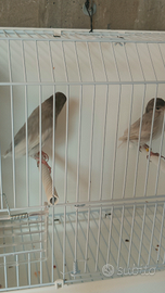 Canarini nero perla e portatori