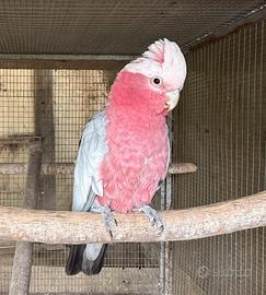 Roseicapilla