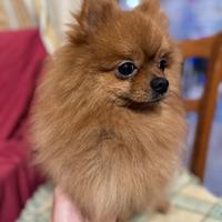 Spitz di Pomerania Nano per Monta (Maschio)