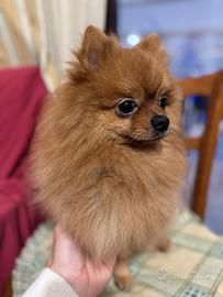 Spitz di Pomerania Nano per Monta (Maschio)