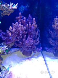 capnella coralli molli acquario marino 