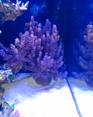 capnella coralli molli acquario marino 