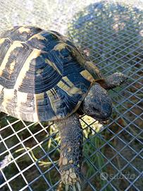 Tartaruga maschio hermanni boetgeri