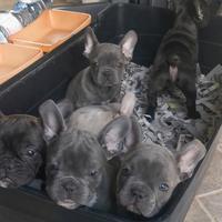Cuccioli di bulldog francese varie colorazioni