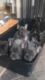 Cuccioli di bulldog francese varie colorazioni