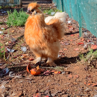 Gallo moroseta
