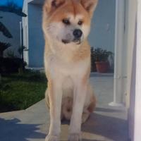 Accoppiamento - Splendido Akita Inu Maschio