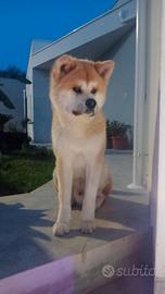 Accoppiamento - Splendido Akita Inu Maschio