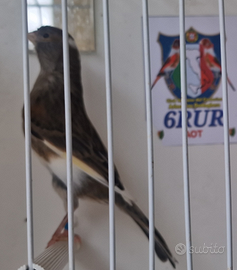 Coppia di arlecchino portoghese riproduttori