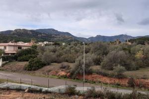 Poggio dei pini terreno 2000 mq pianeggiante