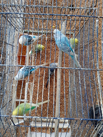 Diamantini/ pappagallini