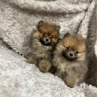 Cuccioli volpino Pomerania