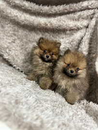 Cuccioli volpino Pomerania
