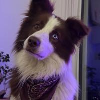 Rio Border Collie disponibile per monta