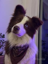 Rio Border Collie disponibile per monta