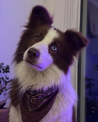 Border Collie disponibile per monta