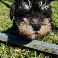 Schnauzer nano Nero Argento con pedigree ENCI