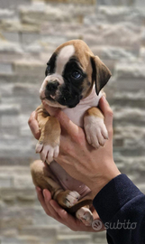 Cuccioli di boxer con pedigree