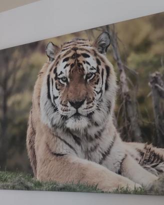 Quadro stampa tigre grande 120x80cm su tela poster