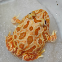 Ceratophrys cranwelli (rana pacman)