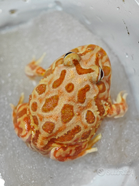 Ceratophrys cranwelli (rana pacman)