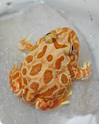 Ceratophrys cranwelli (rana pacman)