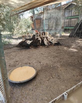 Anatre mute