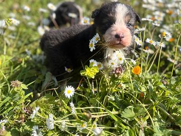 Cuccioli di pastore australiano